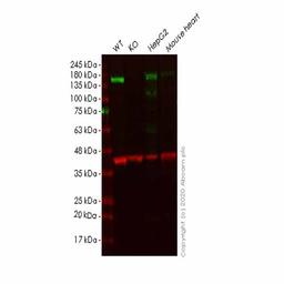 Human Plcb1 (Phospholipase C beta 1) knockout HeLa cell line - Abcam plc - Life Sciences