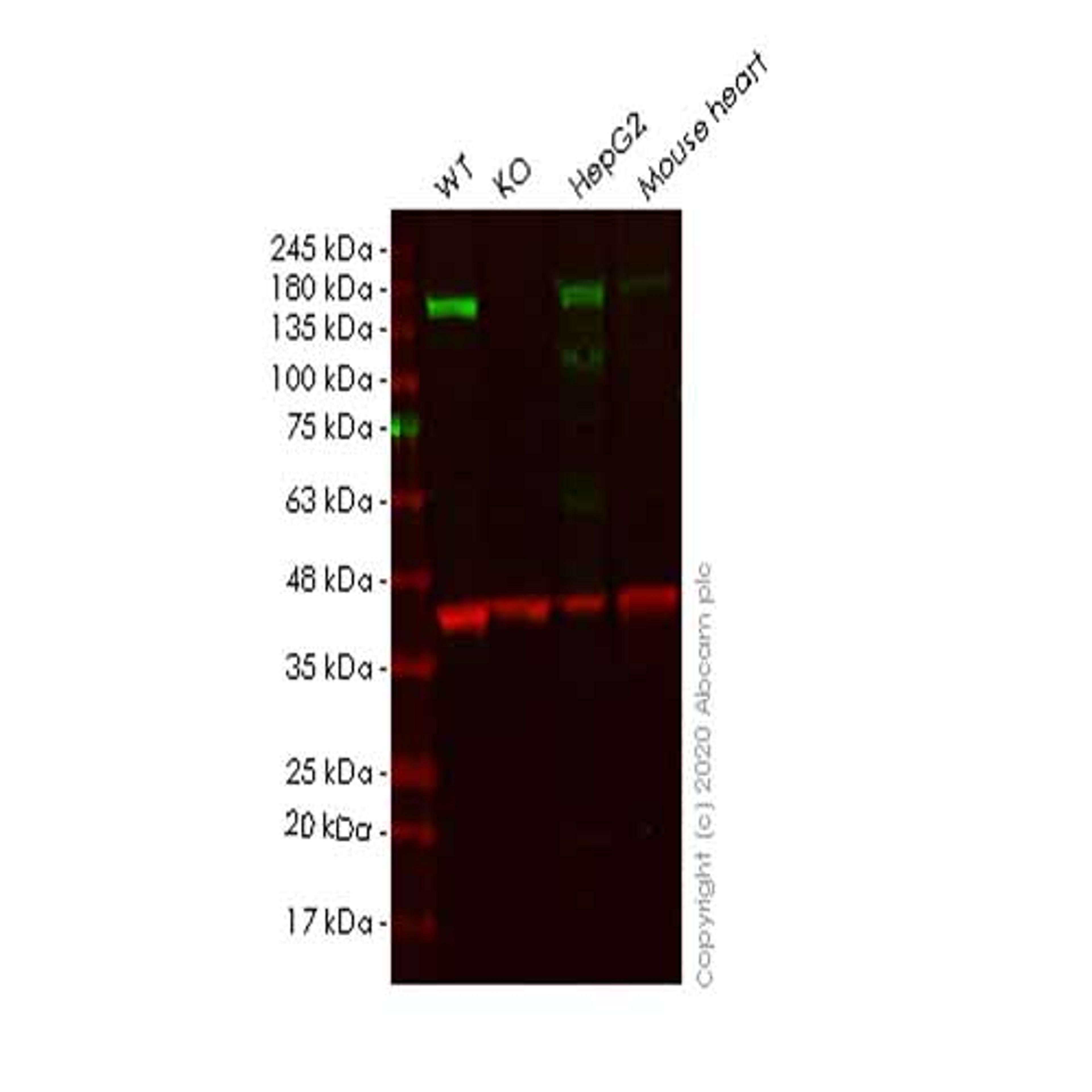 Human Plcb1 (Phospholipase C beta 1) knockout HeLa cell line - Abcam plc - Life Sciences