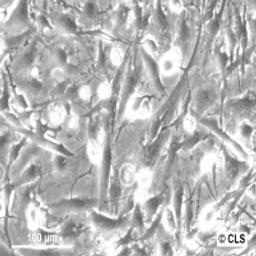 U-251 MG - Cell Lines Service GmbH - Life Sciences