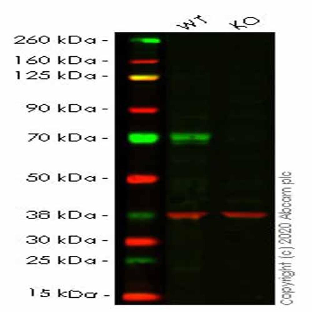 Human MAP3K7 (TAK1) knockout HEK293T cell line - Abcam plc - Life Sciences