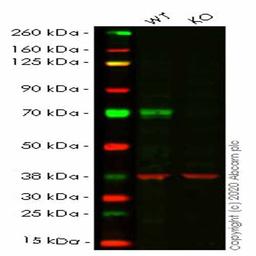 Human MAP3K7 (TAK1) knockout HEK293T cell line - Abcam plc - Life Sciences
