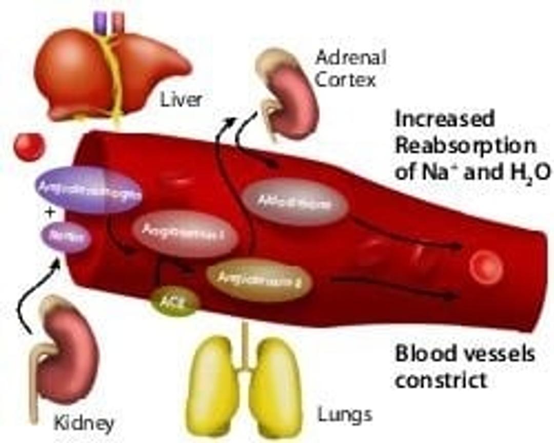 Angiotensin II human - Merck KGaA, Darmstadt, Germany - Life Sciences