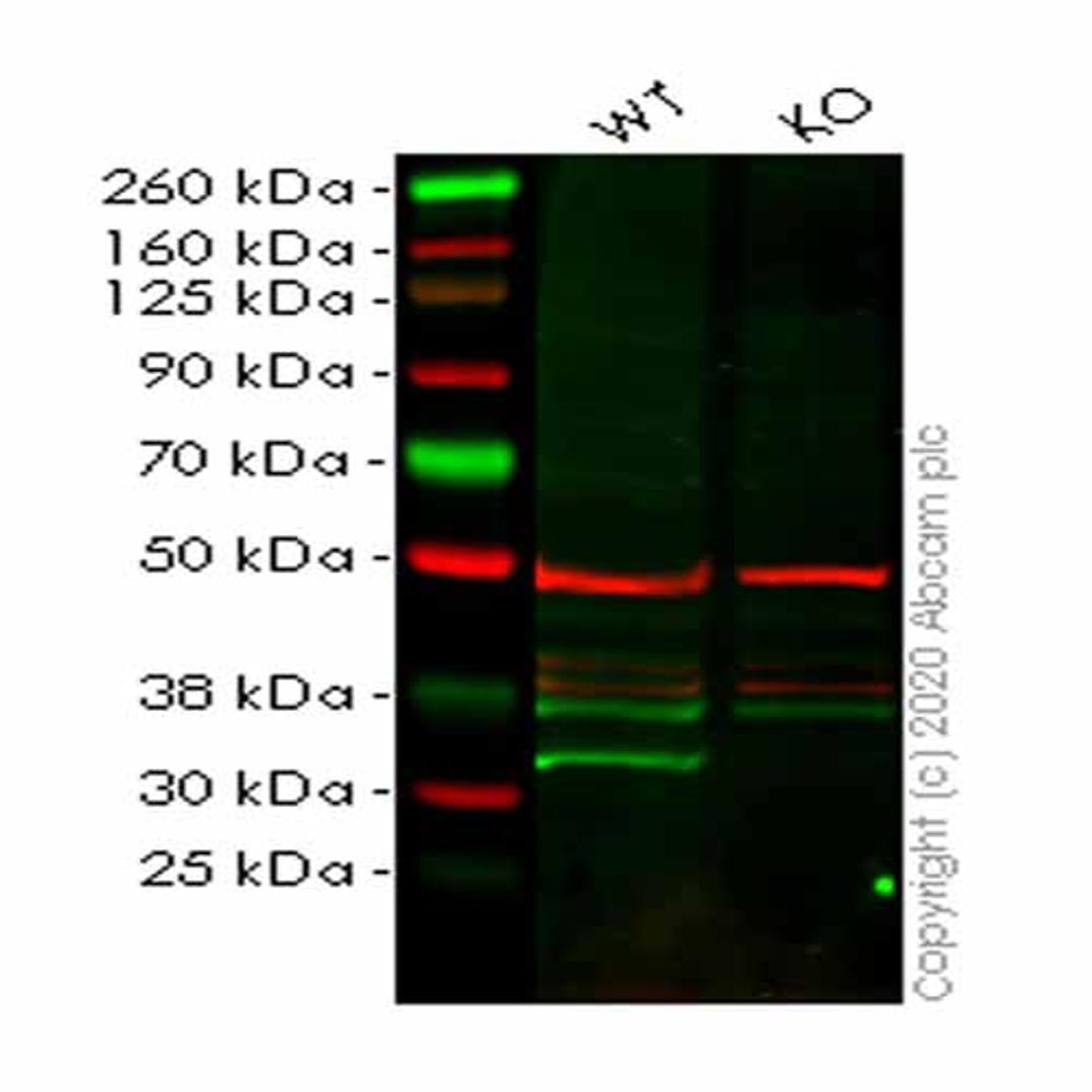 Human ETFA knockout HEK293T cell line - Abcam plc - Life Sciences