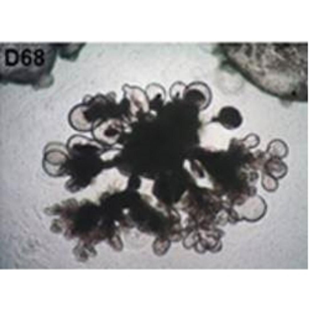 3dGRO™ Human Lung Organoid Culture System - Merck - Life Sciences