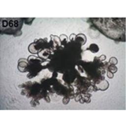 3dGRO™ Human Lung Organoid Culture System - Merck - Life Sciences