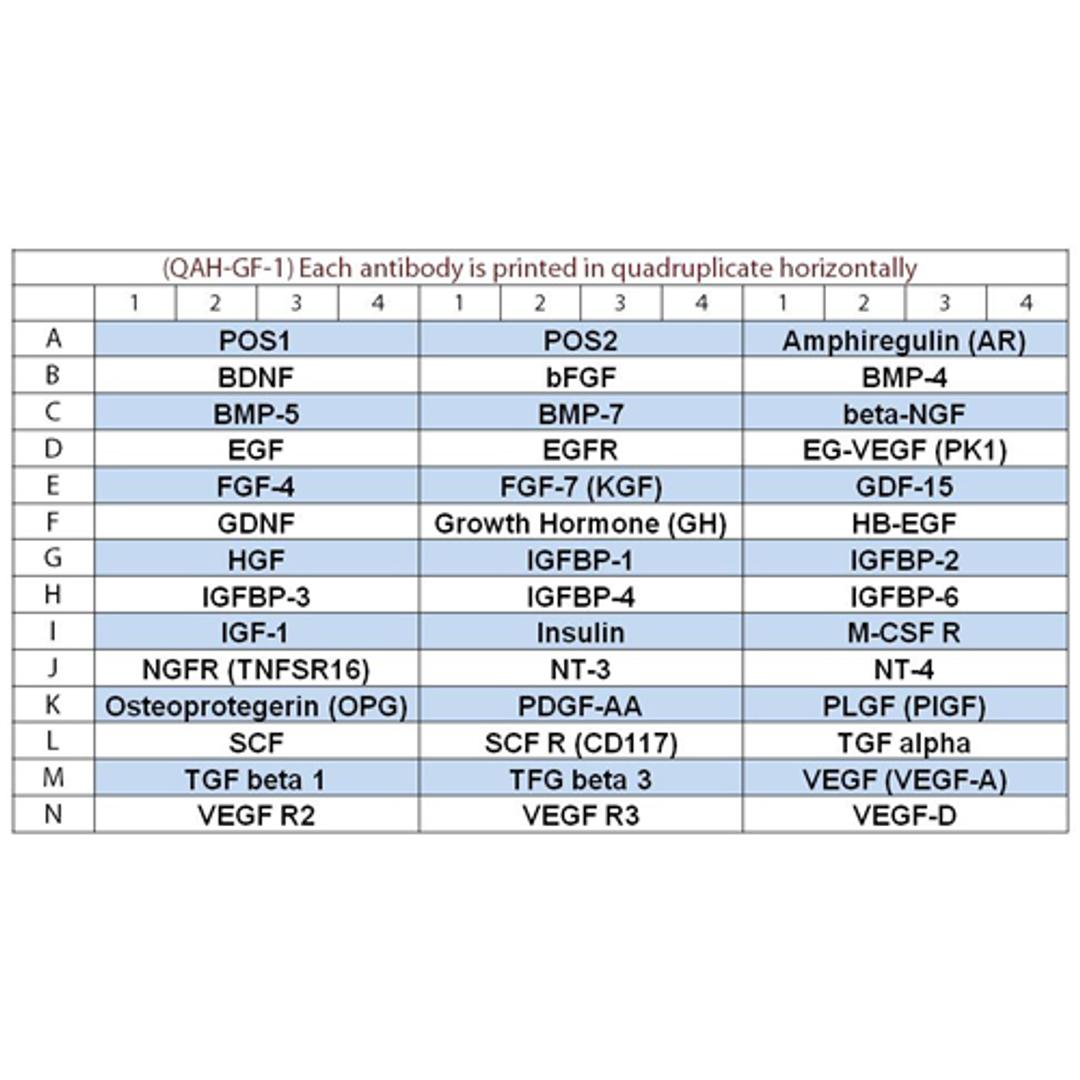 Human Growth Factor Array Q1 - RayBiotech Inc. - Life Sciences