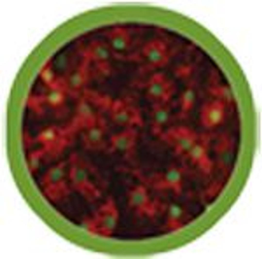 iCell Hepatocytes - Cellular Dynamics International - Life Sciences