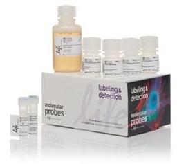 Invitrogen™ Click-iT™ EdU Alexa Fluor™ 488 Flow Cytometry Assay Kit - Thermo Fisher Scientific - Life Sciences