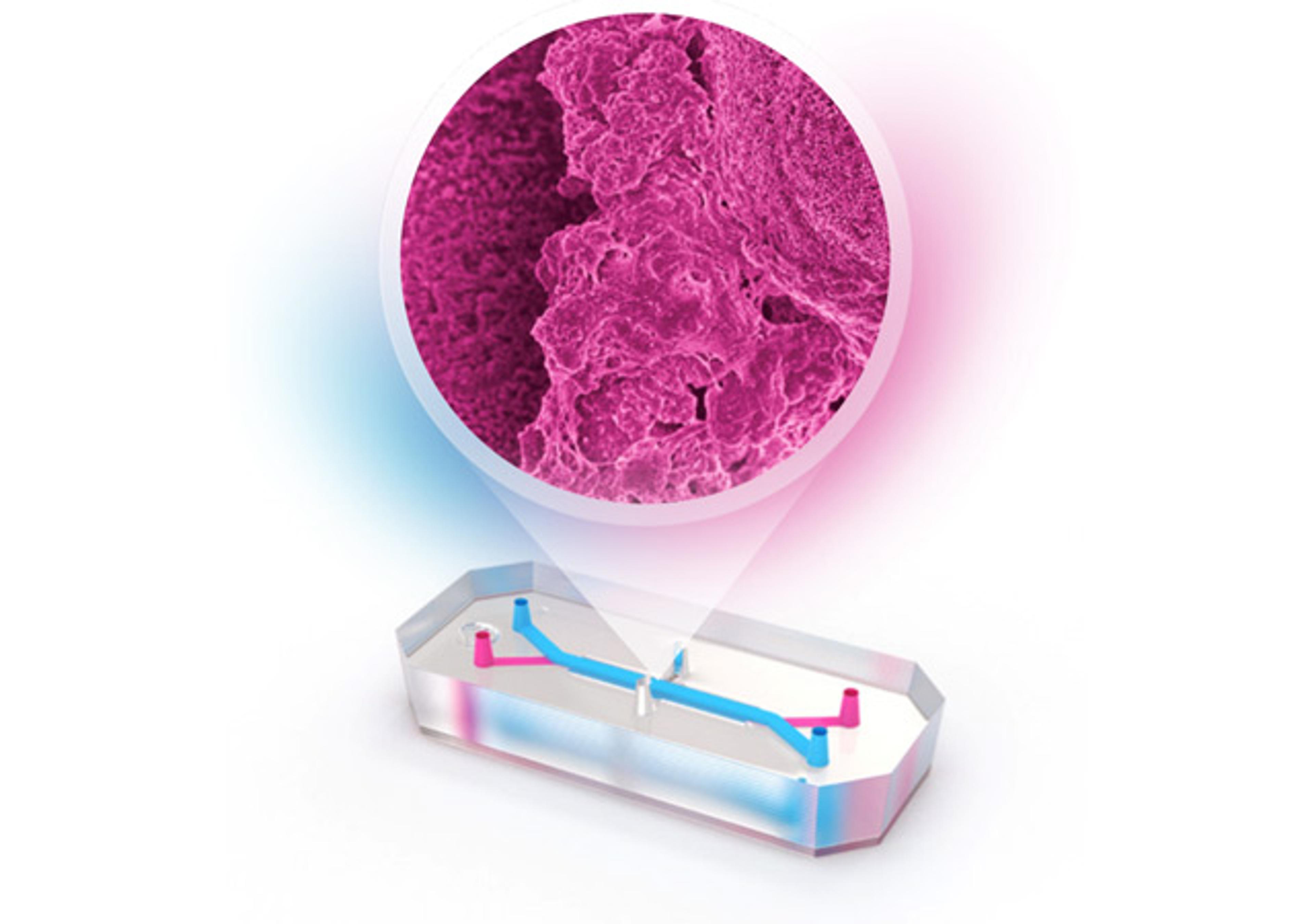 Duodenum Intestine-Chip S1 BioKit (12-pack) - Emulate - Drug Discovery & Development