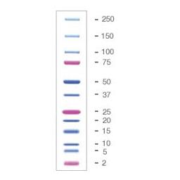 Precision Plus Protein™ Dual Xtra Prestained Protein Standards - Bio-Rad - Life Sciences