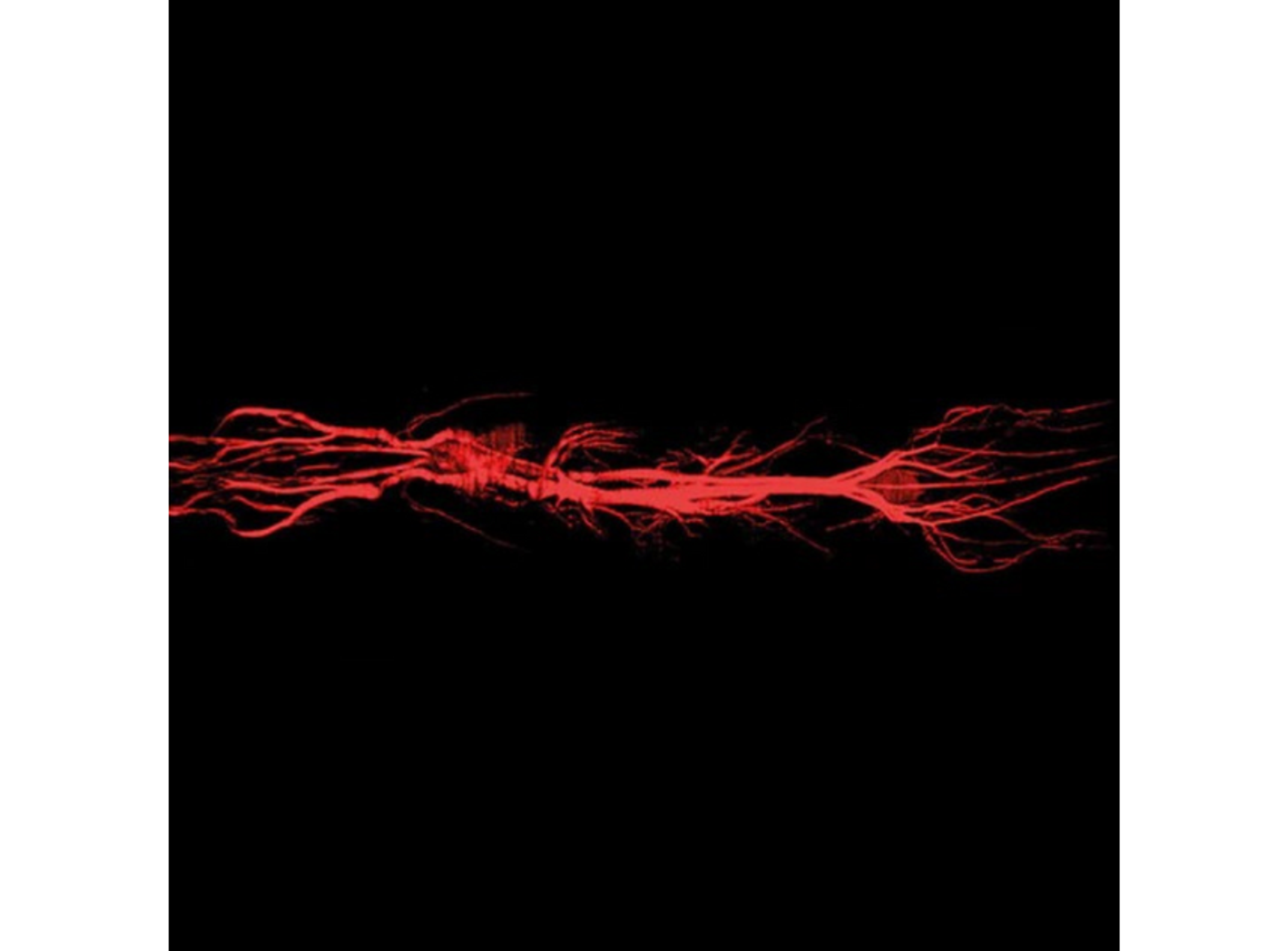 Viscover MRI Contrast Agents - GadoSpin™ & Feraspin™ - Scintica - Life Sciences