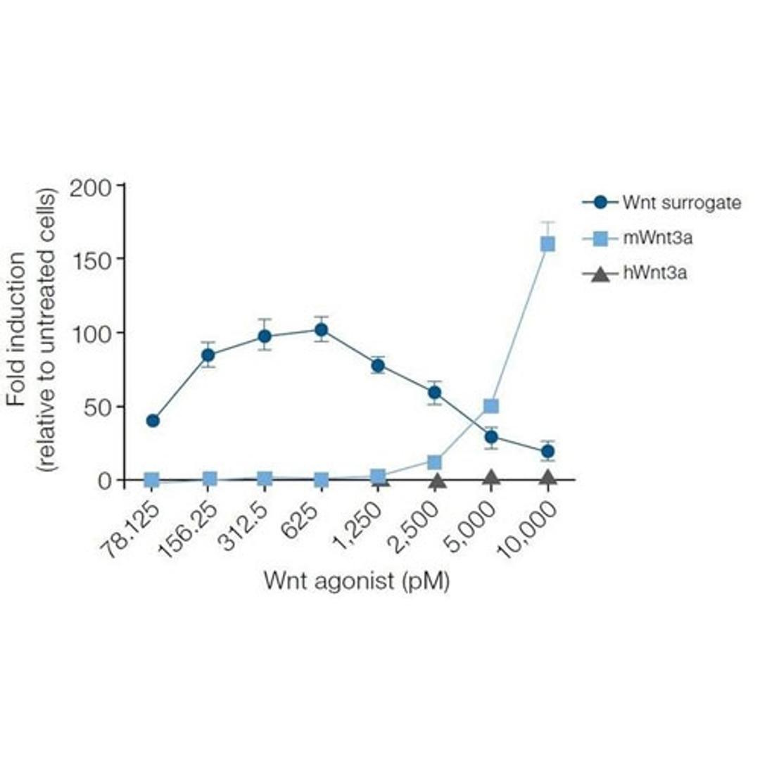 Gibco™ Wnt Surrogate-Fc Fusion Recombinant Protein - Thermo Fisher Scientific - Life Sciences