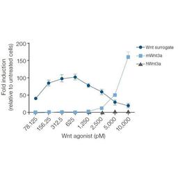 Gibco™ Wnt Surrogate-Fc Fusion Recombinant Protein - Thermo Fisher Scientific - Life Sciences