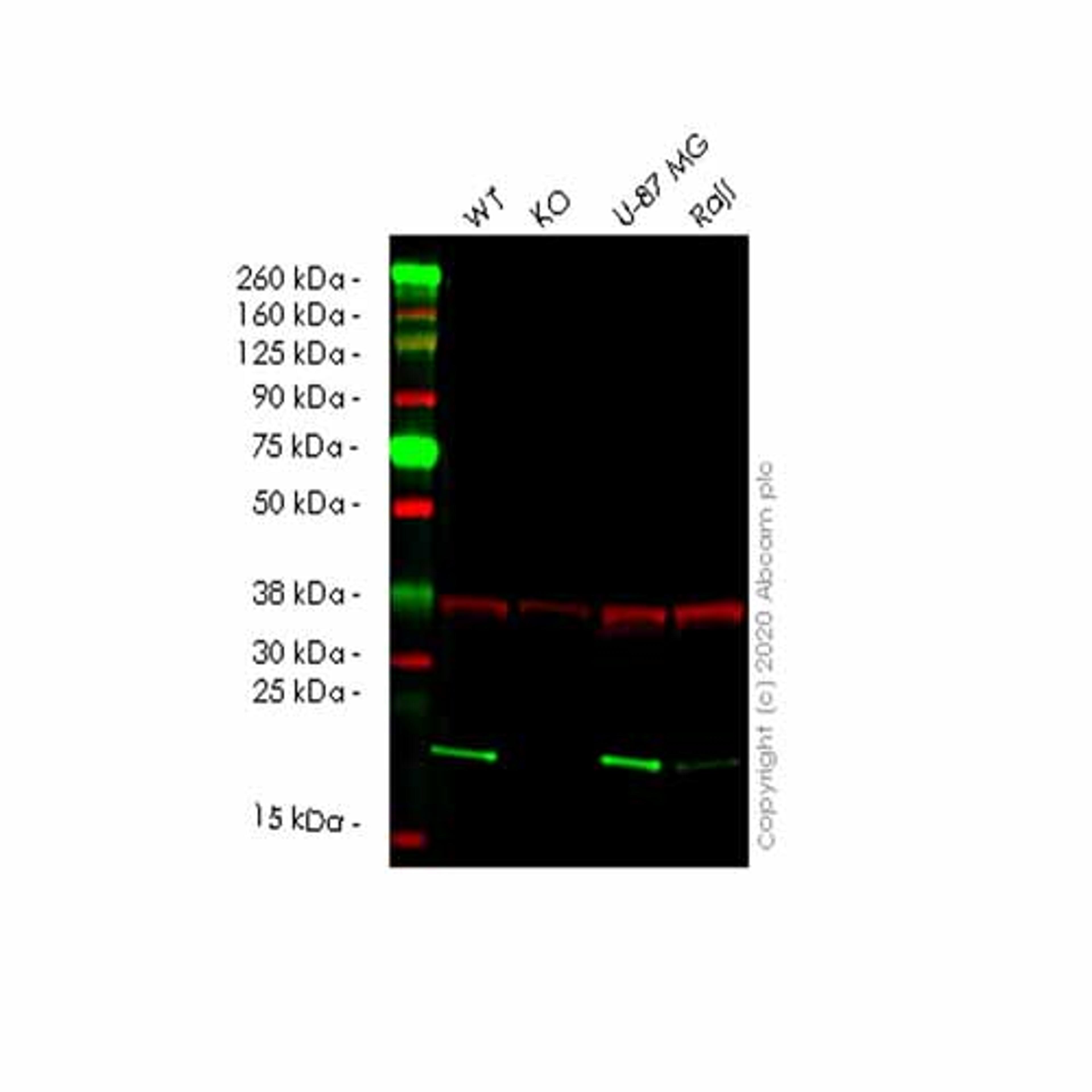 Human TMED10 (TMP21) knockout HEK293T cell line - Abcam plc - Life Sciences