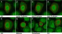 Cell Cycle Toolbox - Chromotek GmbH - Life Sciences
