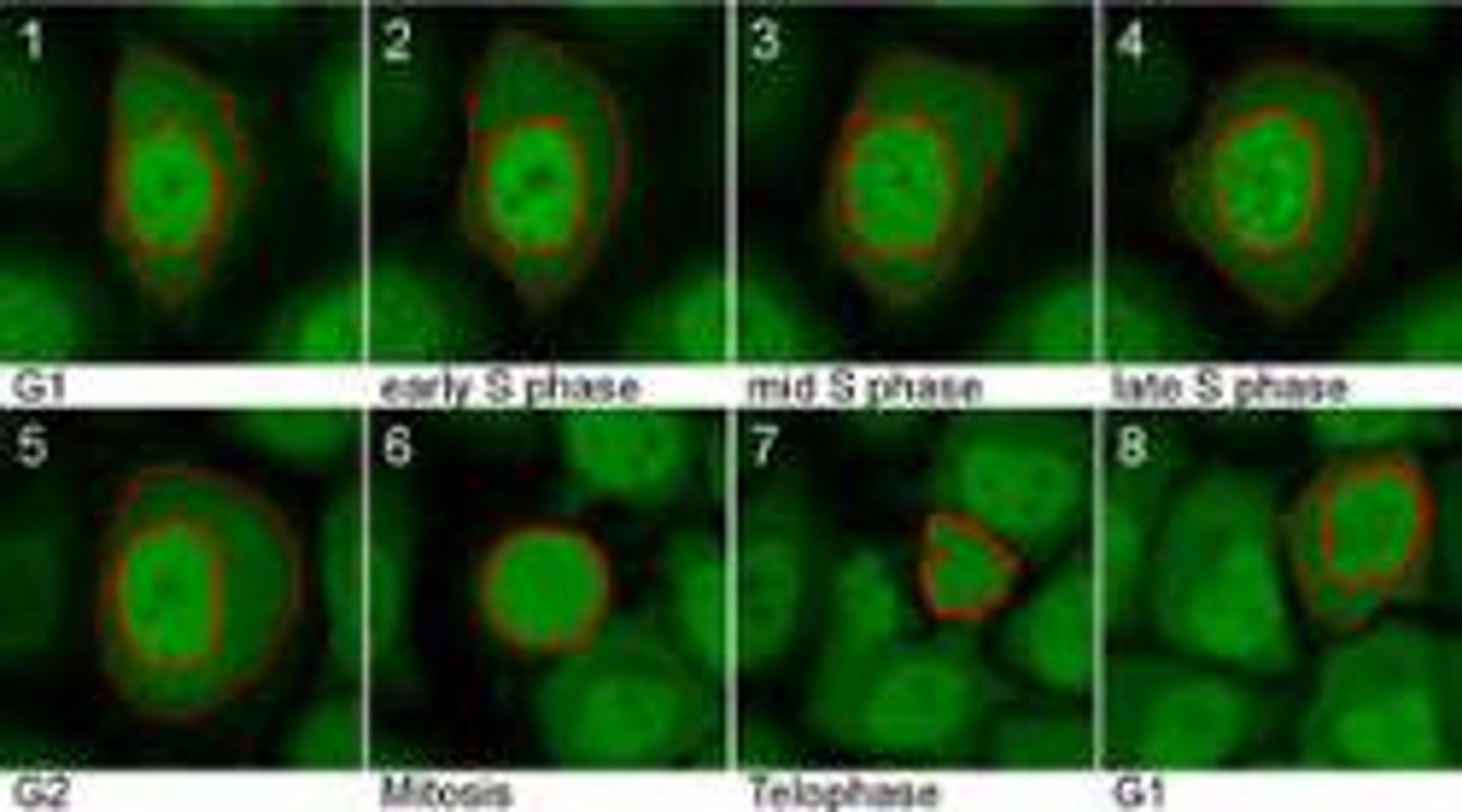 Cell Cycle Toolbox - Chromotek GmbH - Life Sciences