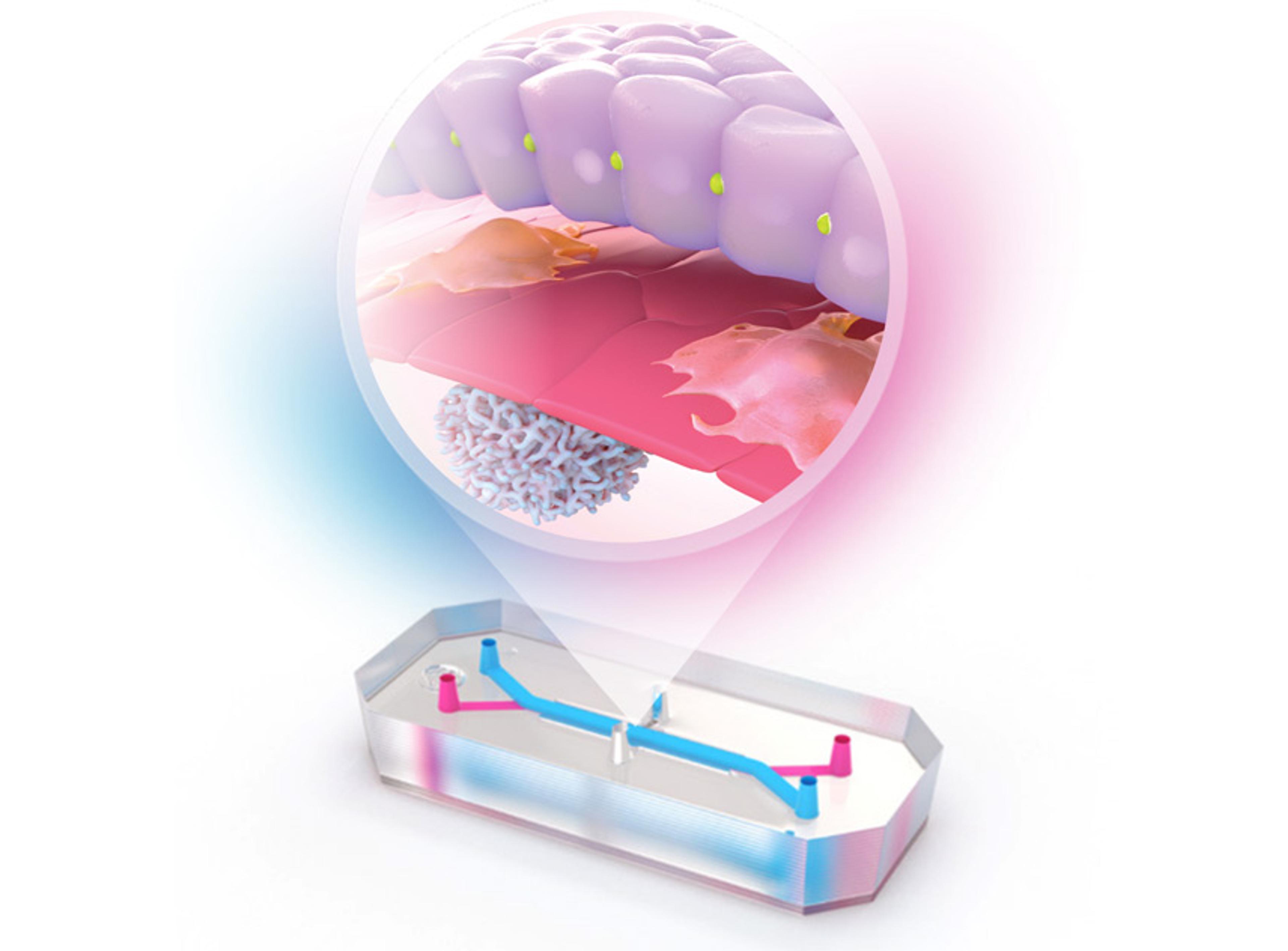 Liver-Chip S1 BioKit Quad-Culture - Emulate - Drug Discovery & Development