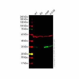 Human ECH1 knockout HEK293T cell line - Abcam plc - Life Sciences