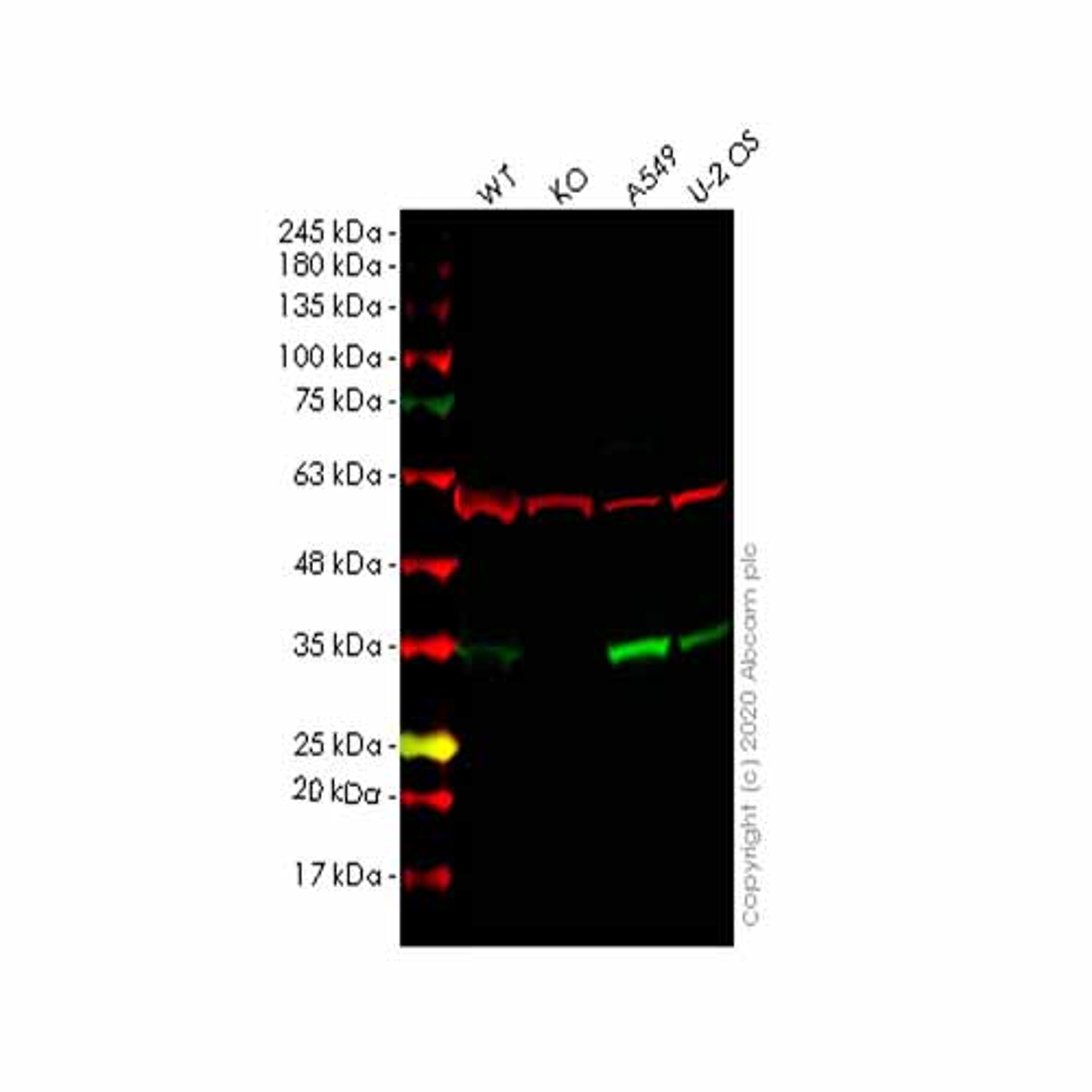Human ECH1 knockout HEK293T cell line - Abcam plc - Life Sciences