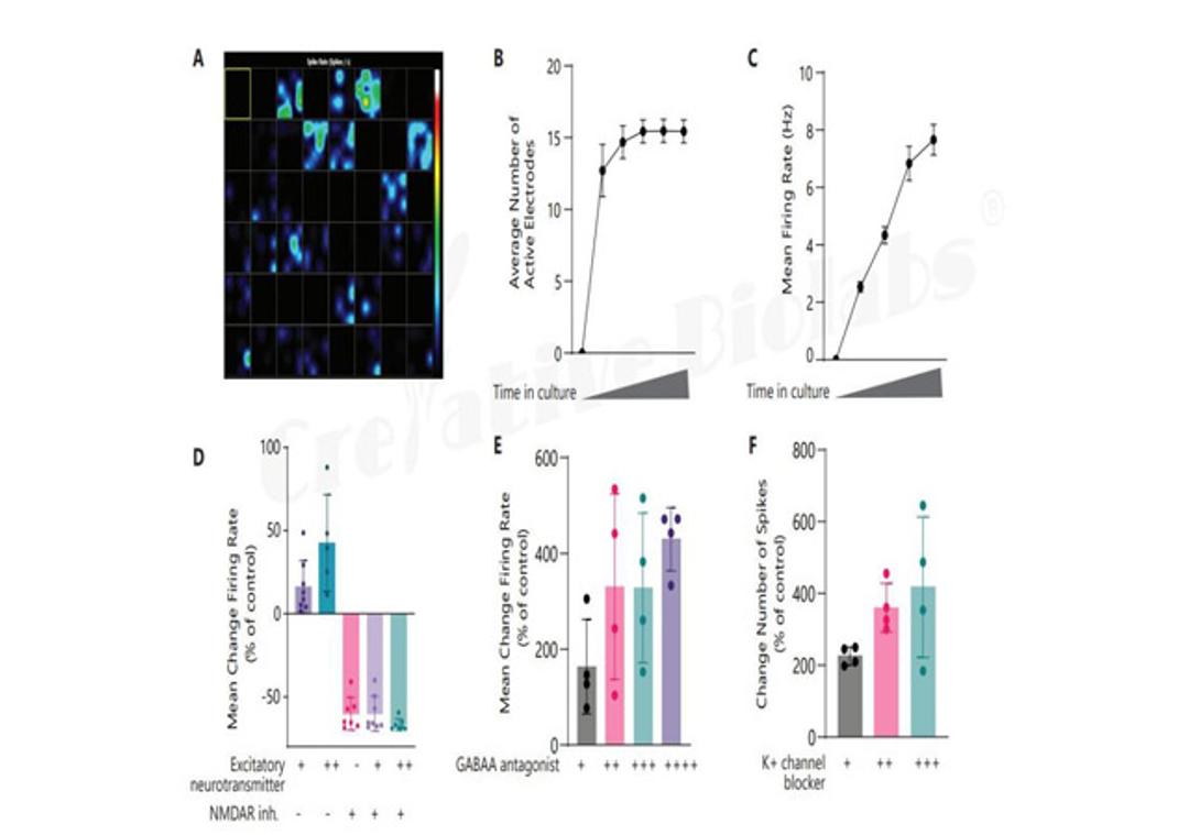 Neuronal Microelectrode Array (MEA) Assay Service