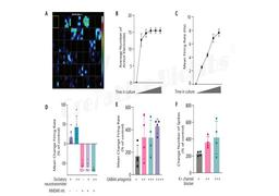 Neuronal Microelectrode Array (MEA) Assay Service
