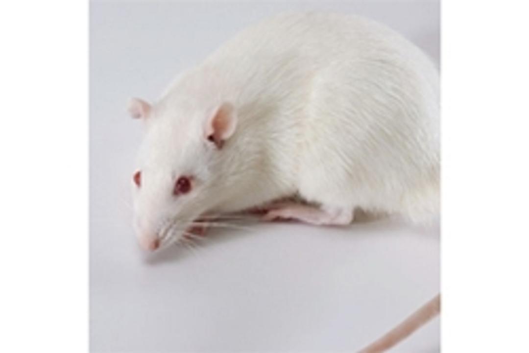 Prkdc Knockout Rat - SAGE Labs - Drug discovery > Pre-Clinical Development