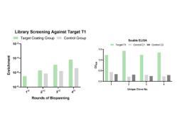 Phage Display LlaVHHL-2 Llama Naïve Single Domain Antibody Library Screening Service