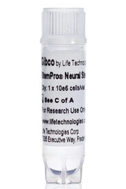 StemPro™ Neural Stem Cells - Thermo Fisher Scientific - Life Sciences