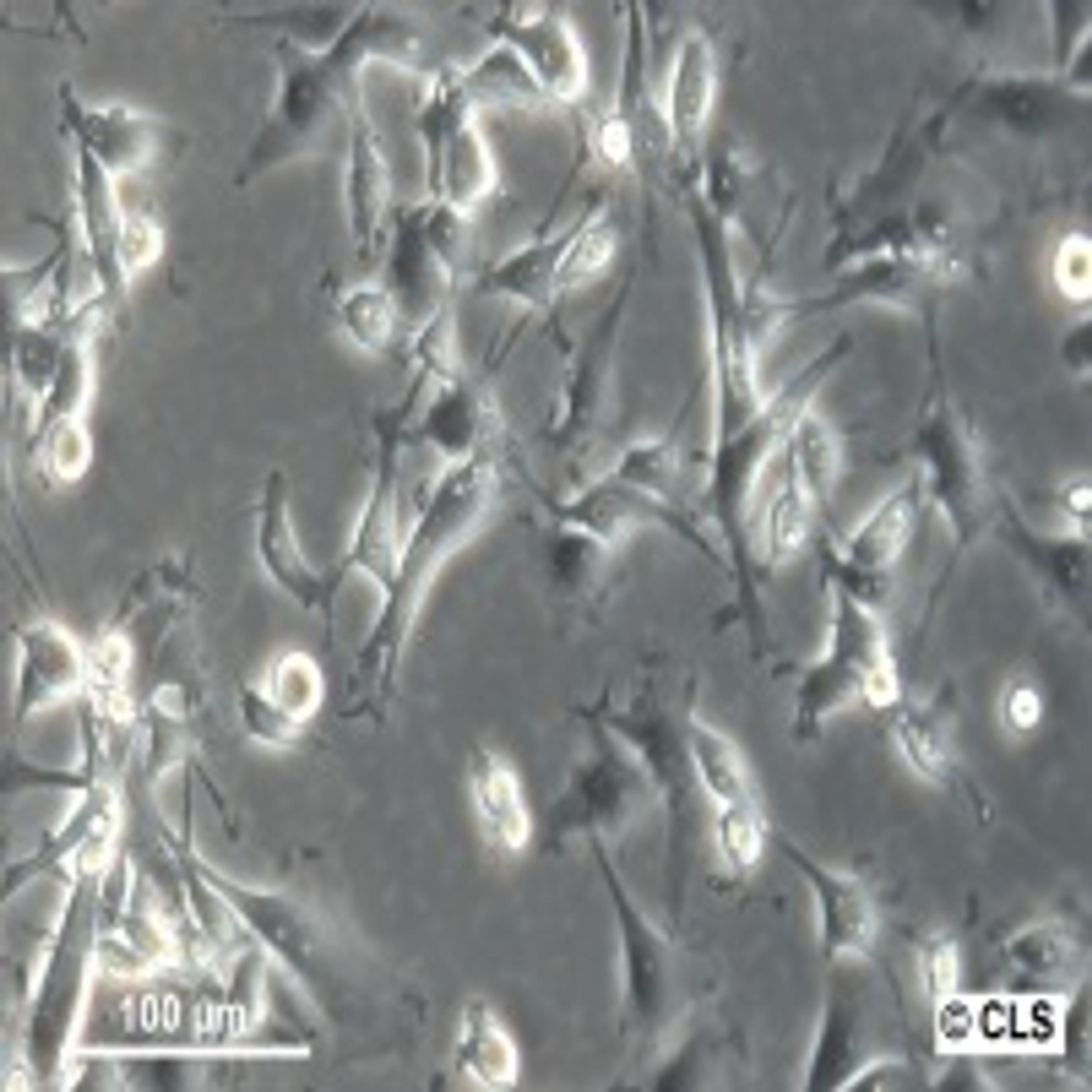 U-87 MG - Cell Lines Service GmbH - Life Sciences