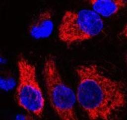 SmartFlare RNA Detection Probes - Merck - Life Sciences