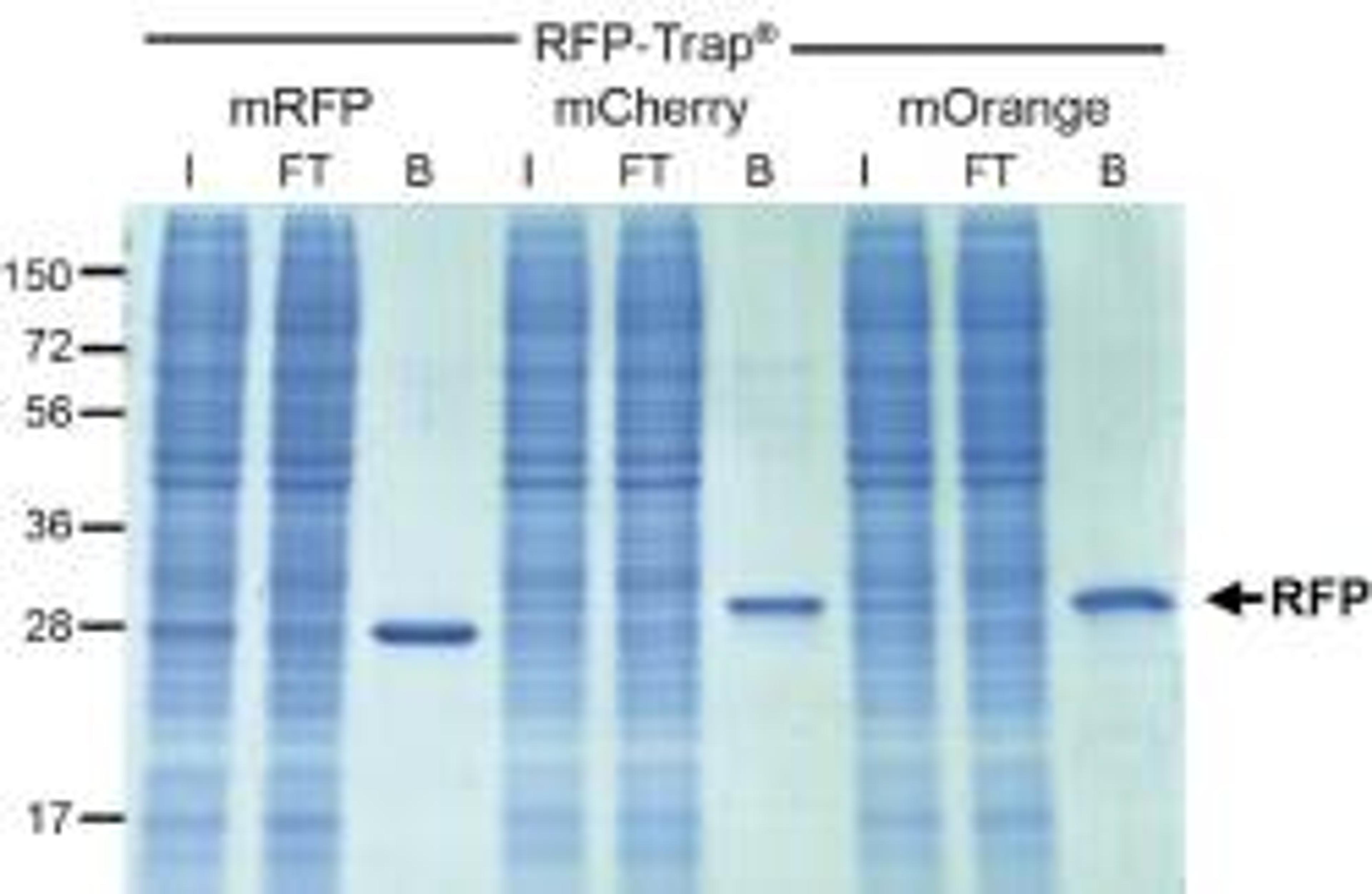 RFP-Trap® - Chromotek GmbH - Life Sciences