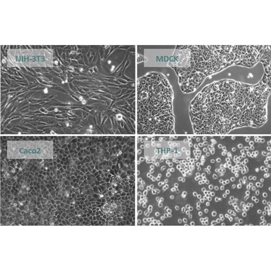 Assay Ready Cells - accellerate - Drug discovery > Lead Discovery