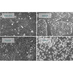 Assay Ready Cells - accellerate - Drug discovery > Lead Discovery