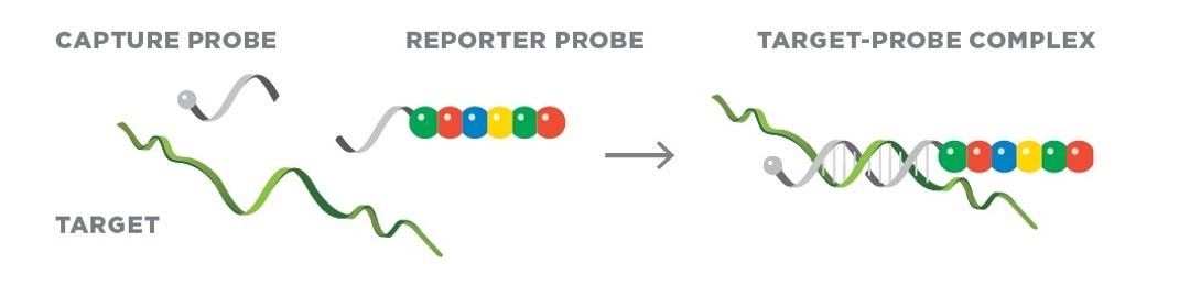 nCounter® Technology - Bruker Spatial Biology - Lab Automation