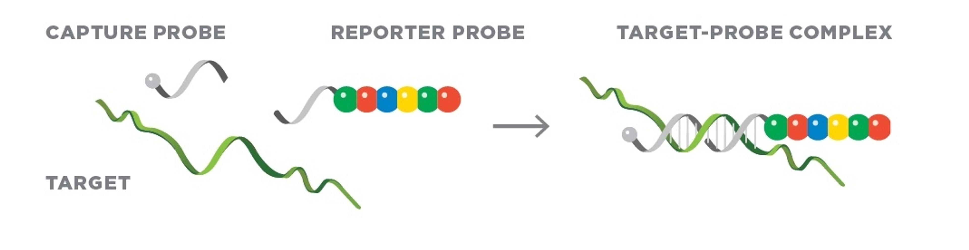 nCounter® Technology - Bruker Spatial Biology - Lab Automation