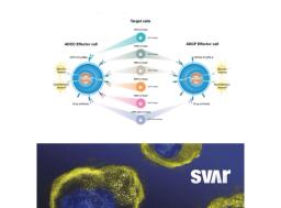 iLite® Target cells - Svar Life Science AB - Life Sciences