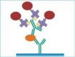 Streptavidin - null - Life Sciences