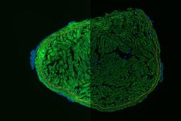 Courtesy Anna Jazwinska, Uni Fribourg (FR)