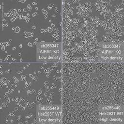 Human AIFM1 (AIF) knockout HEK293T cell line - Abcam plc - Life Sciences