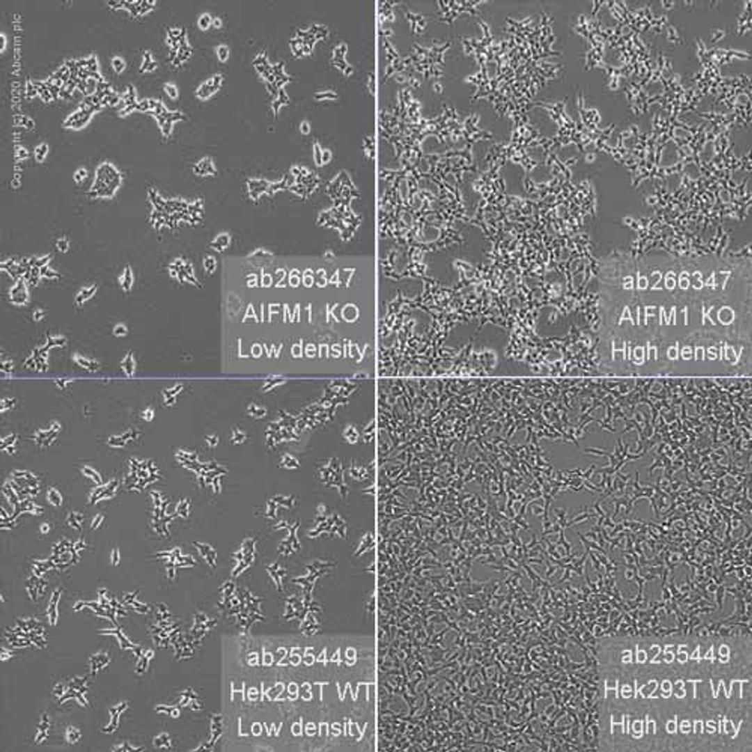 Human AIFM1 (AIF) knockout HEK293T cell line - Abcam plc - Life Sciences
