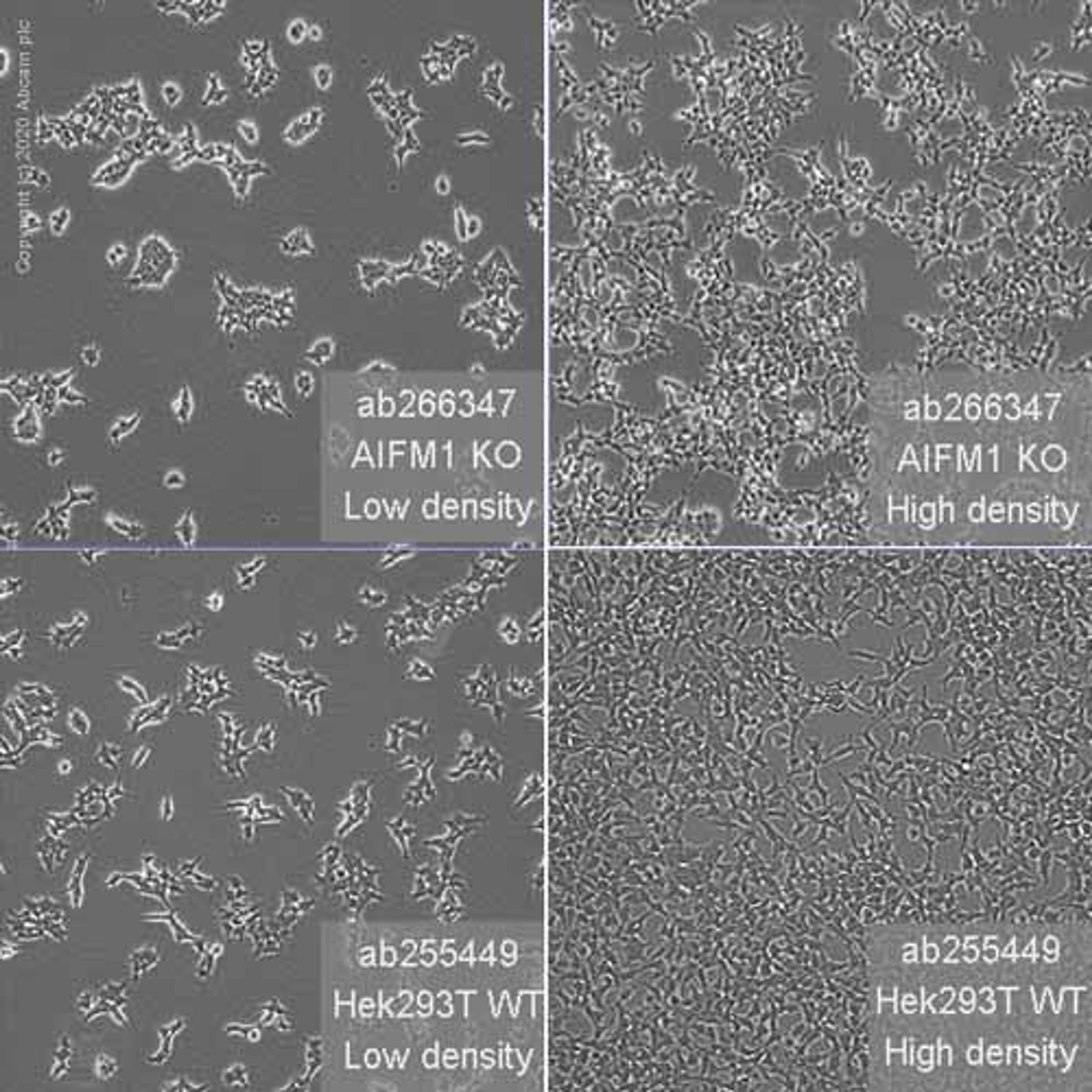 Human AIFM1 (AIF) knockout HEK293T cell line - Abcam plc - Life Sciences