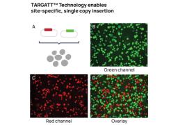 TARGATT™ CHO K1 Kits - Applied StemCell - Drug Discovery & Development
