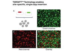 TARGATT™ CHO K1 Kits - Applied StemCell - Drug Discovery & Development