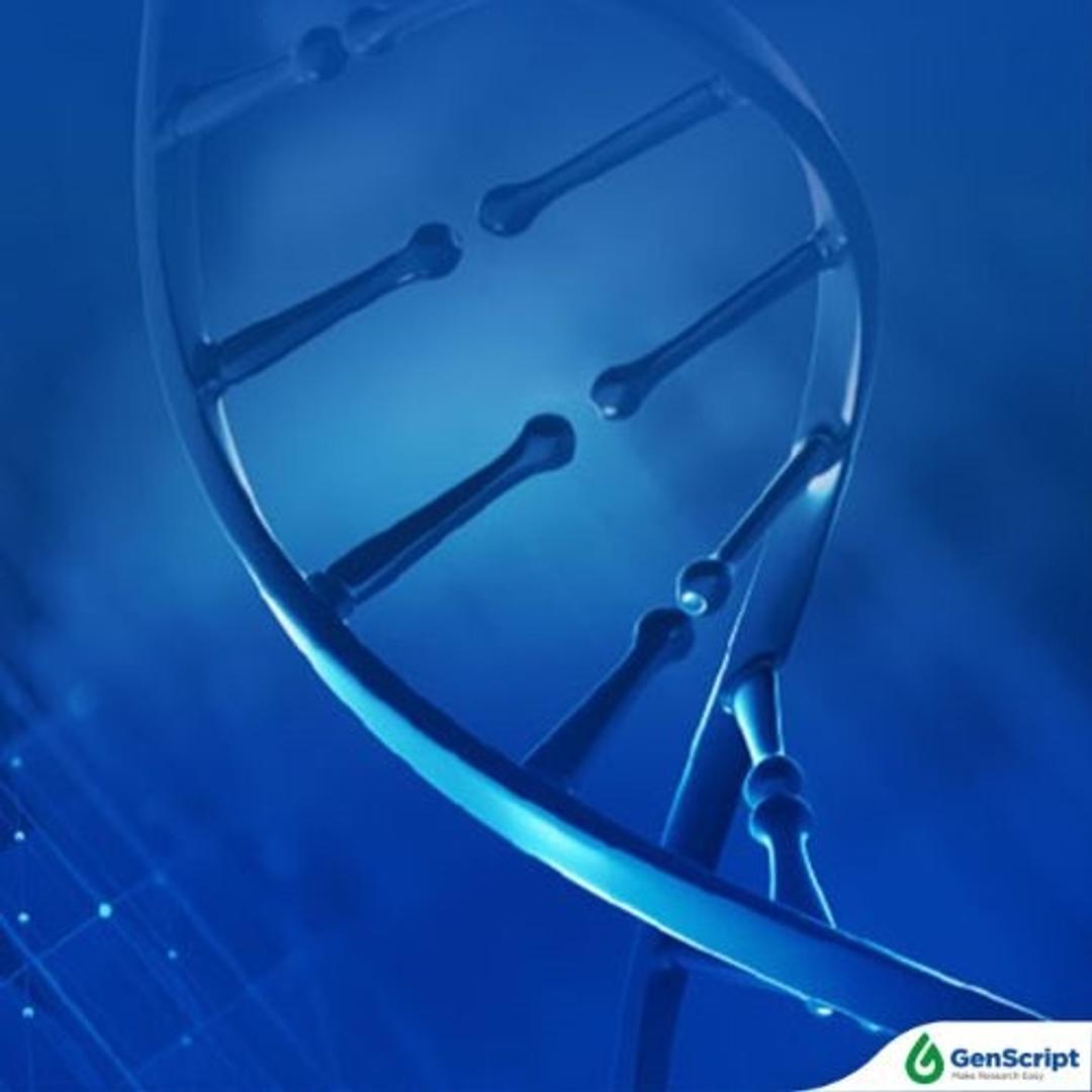 GenCRISPR HDR Knock-in Templates - GenScript - Life Sciences
