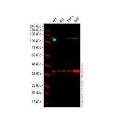 Human CBL knockout HEK293T cell line - Abcam plc - Life Sciences