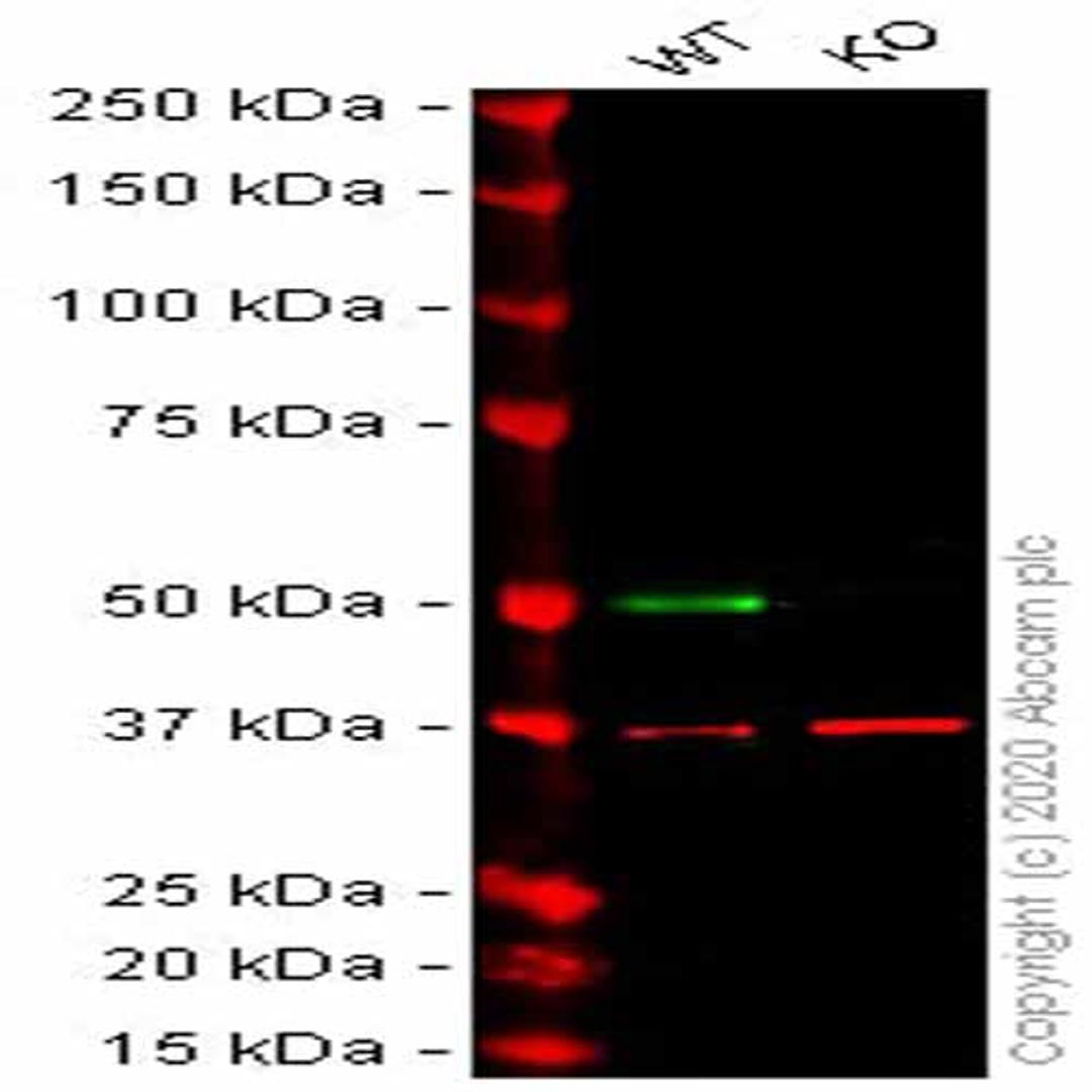Human TEAD4 knockout HEK293T cell line - Abcam plc - Life Sciences