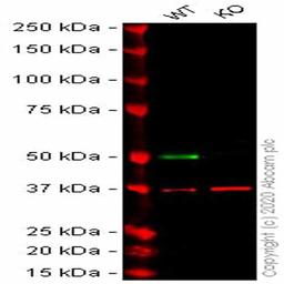 Human TEAD4 knockout HEK293T cell line - Abcam plc - Life Sciences