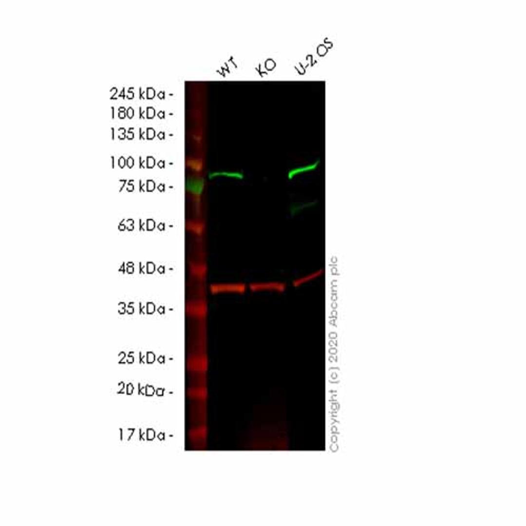 Human SMURF2 knockout HeLa cell line - Abcam plc - Life Sciences