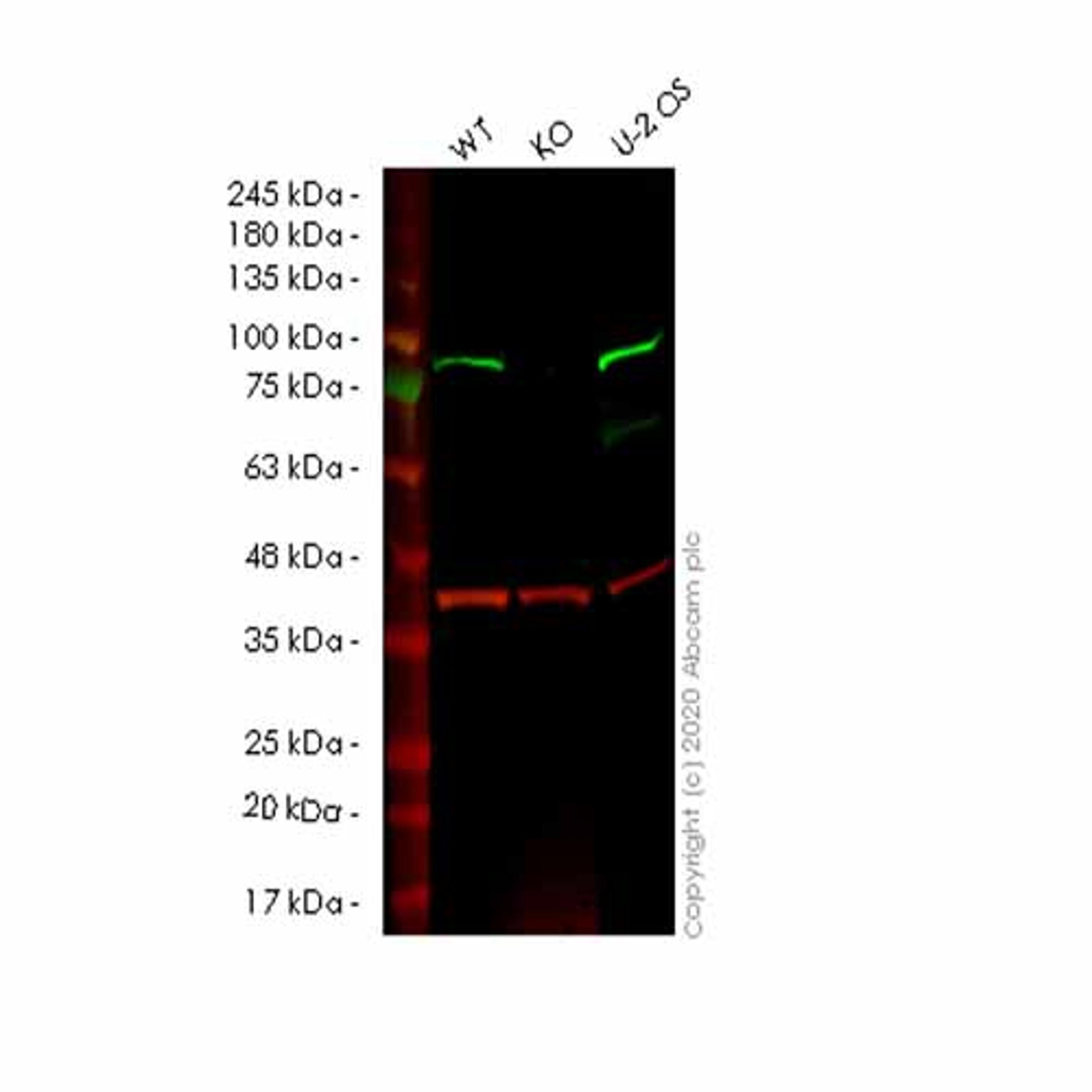 Human SMURF2 knockout HeLa cell line - Abcam plc - Life Sciences