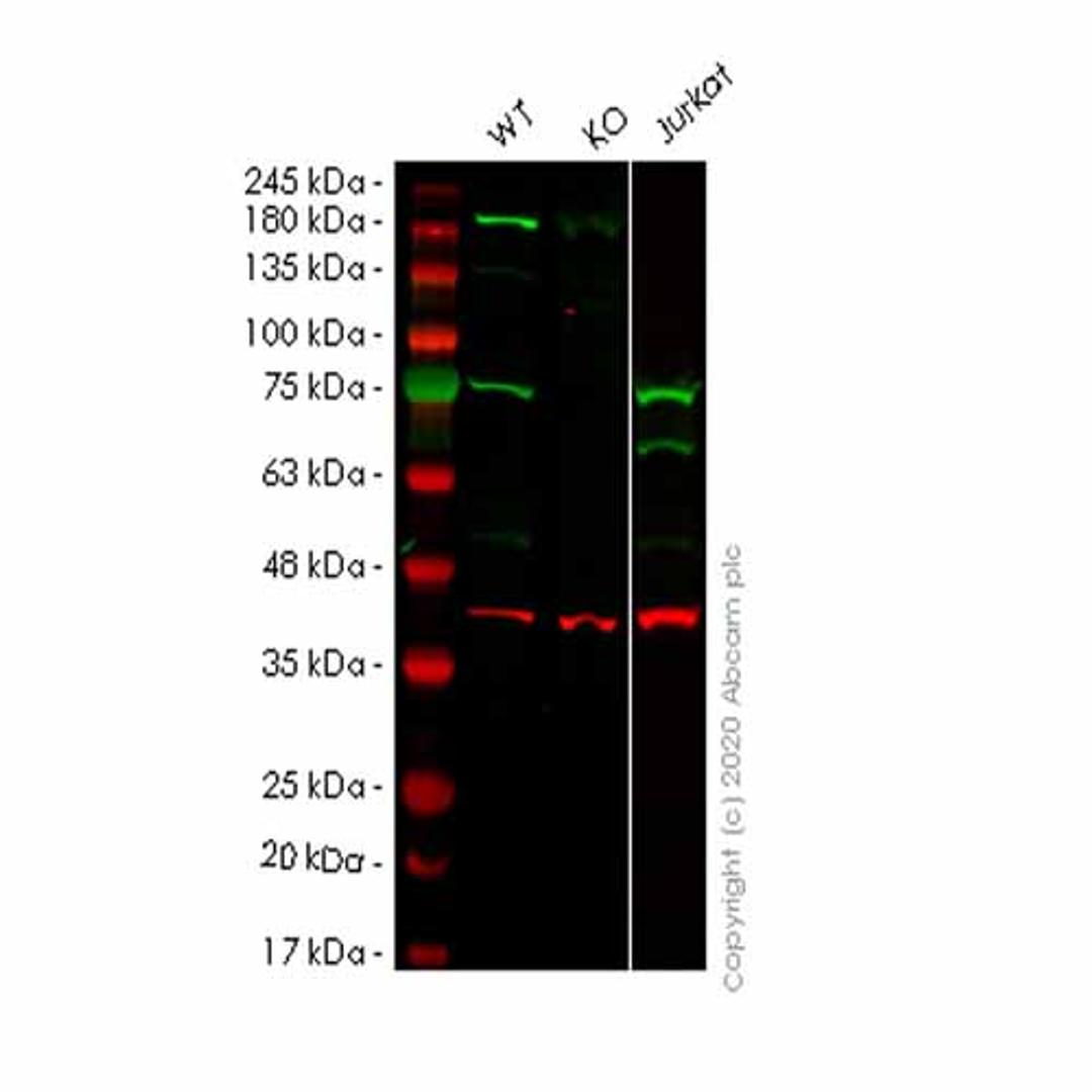 Human PSIP1 (LEDGF) knockout HEK293T cell line - Abcam plc - Life Sciences